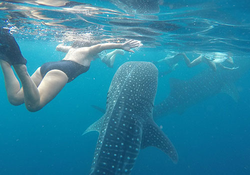 Swimming With Whale Shark