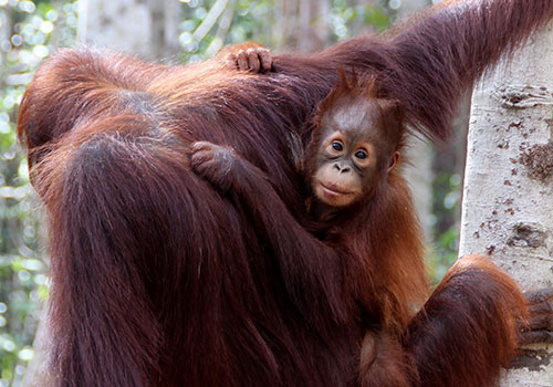 Orangutans and Komodo Cruise
