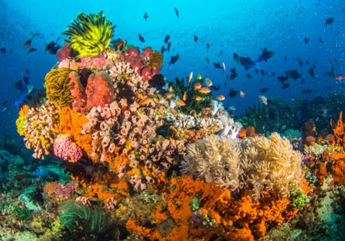 Best Corals Reef at Raja Ampat